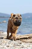 SHAR-PEI 342